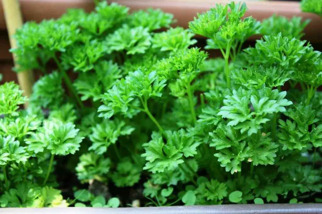12 Tasty Herbs And Greens To Substitute For Parsley Because Food Is Life