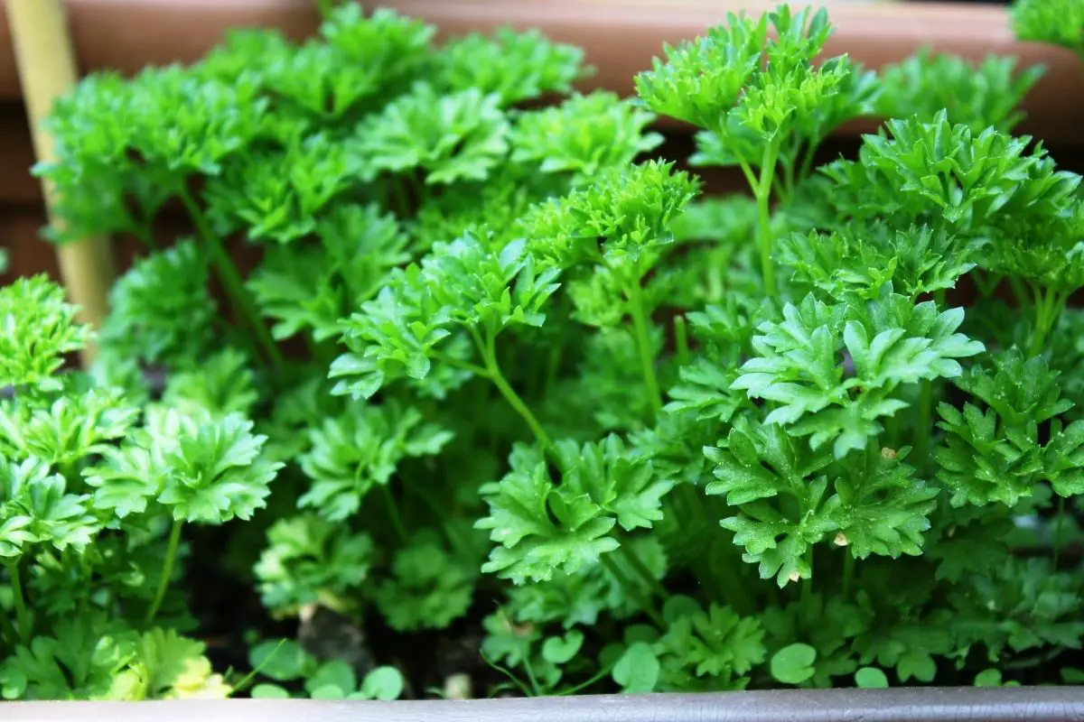 12 Tasty Herbs And Greens To Substitute For Parsley