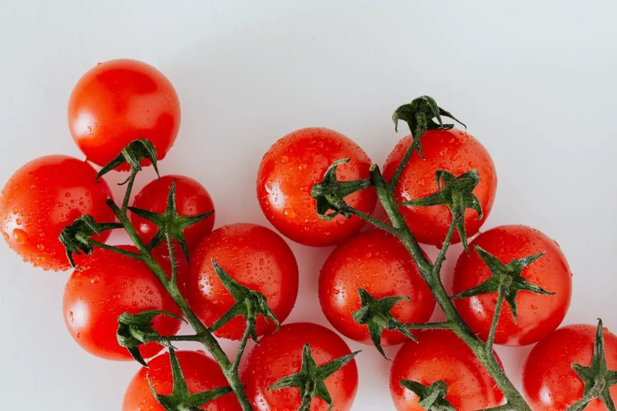 Fresh Tomatoes