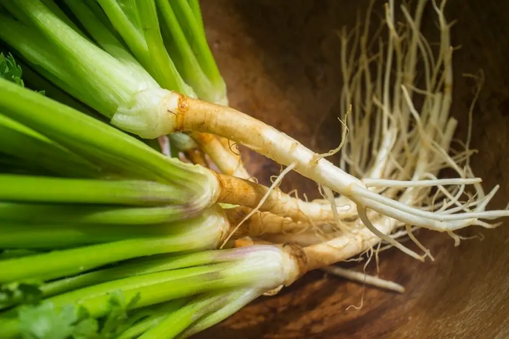 What Is Coriander Root? Because Food Is Life