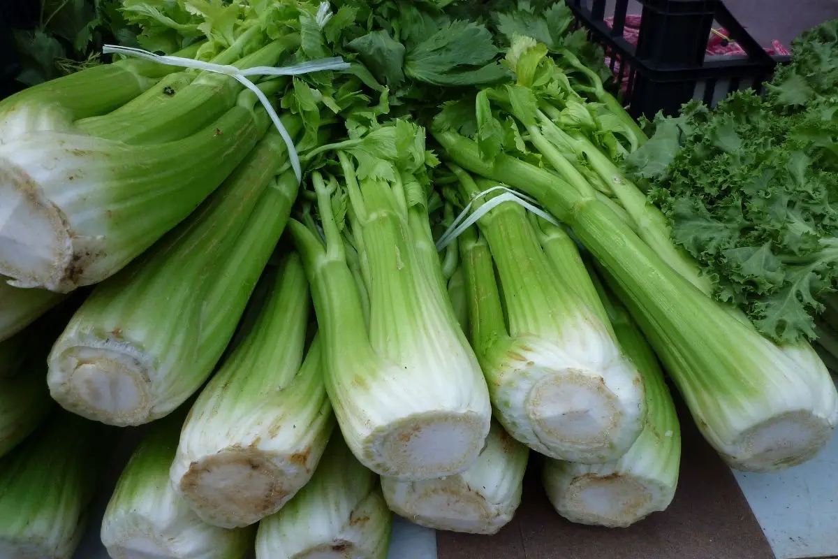 Celery 