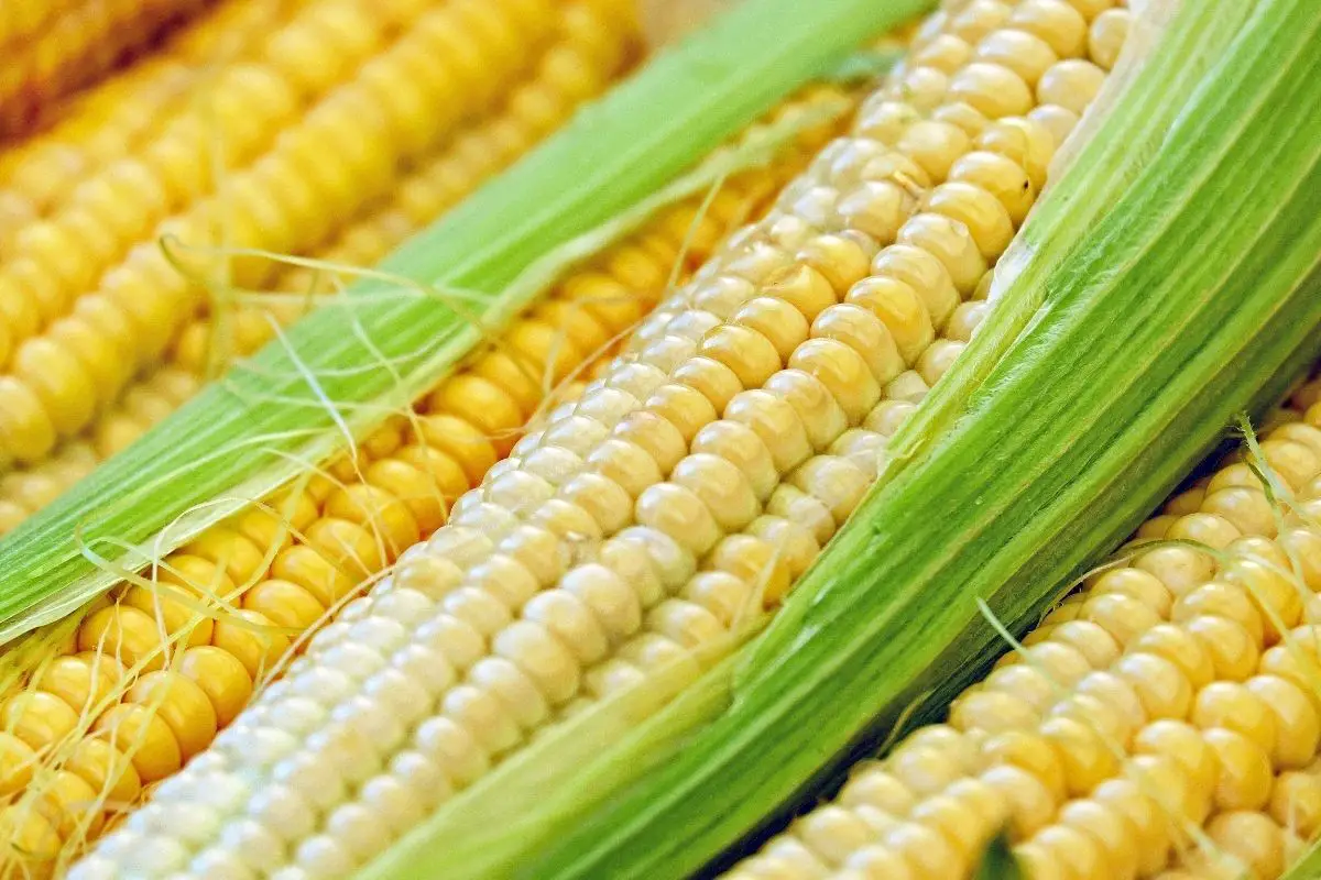 Corn 