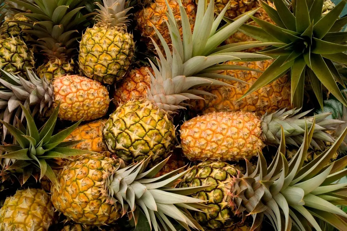 Pineapple 