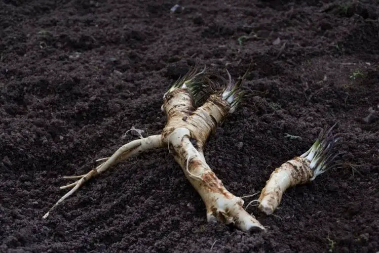 Are Horseradish and Ginger the same? Because Food Is Life