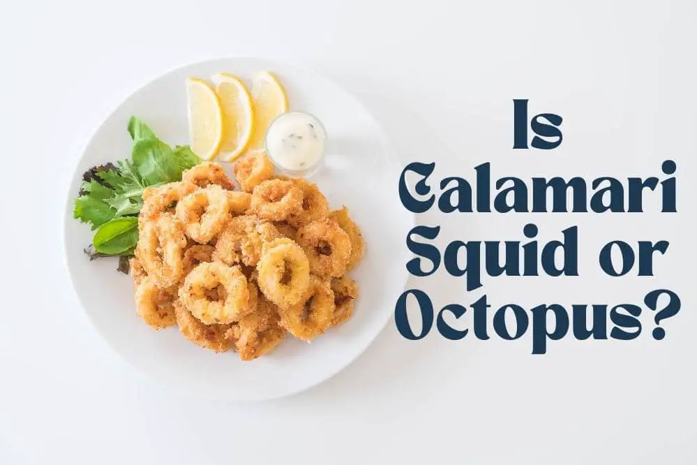 Is Calamari Squid or Octopus?